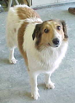 Nice doggy