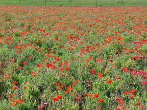 Poppies